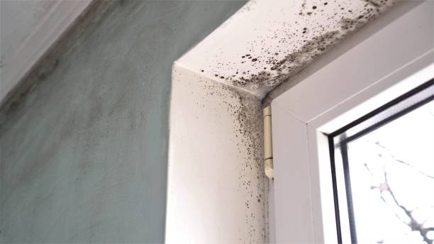 Best Office Mold Removal Services  in Cocoa West, FL