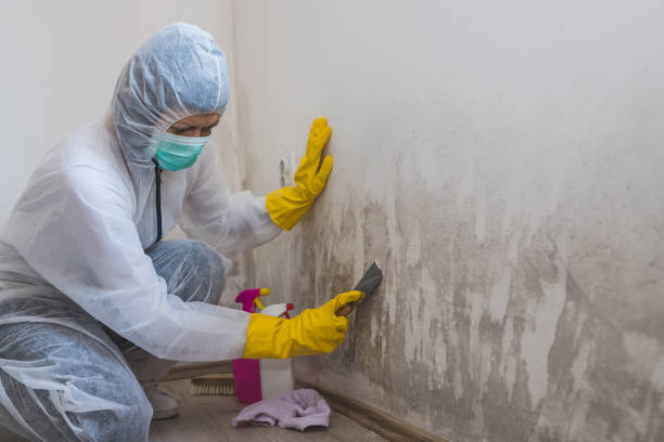 Best Black Mold Removal  in Cocoa West, FL